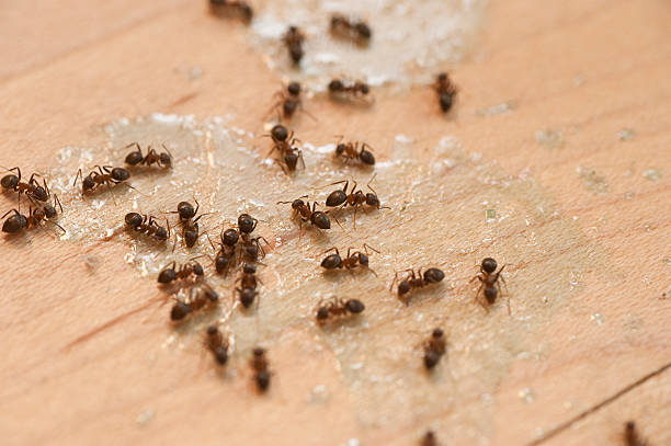 Best Best Pest Control Companies  in Rollingwood, TX