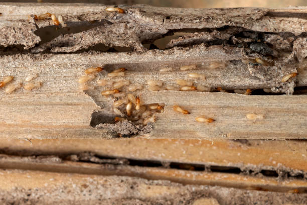 Best Local Pest Control Services  in Rollingwood, TX
