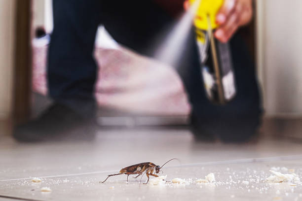 Best Flea Control Services  in Rollingwood, TX